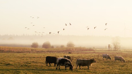 Vreetzaam