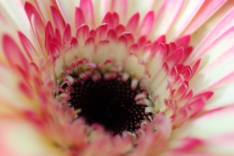 Close up bloem2
