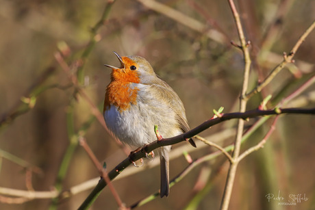 Zingende roodborst