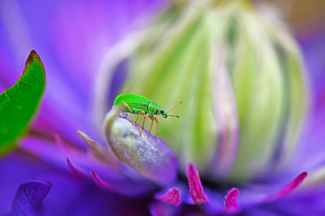Groene snuitkever