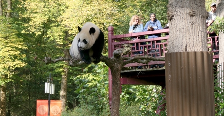 Jonge panda