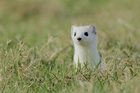 Hermelijn in wintervacht