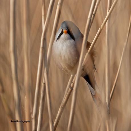 Het baardmannetje.