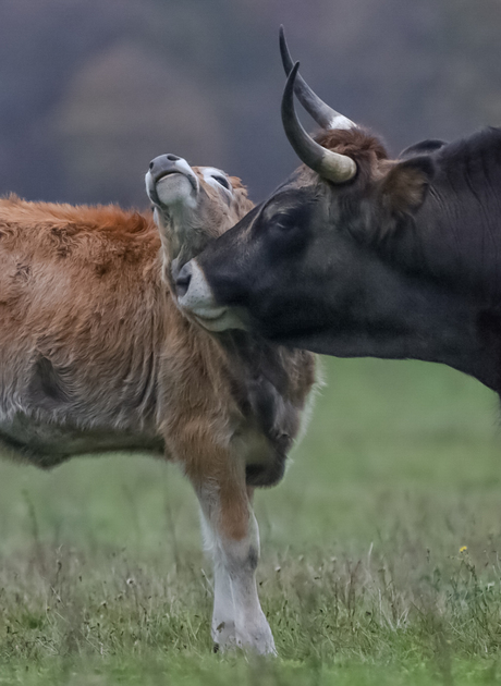 Tauros moeder met haar kalf