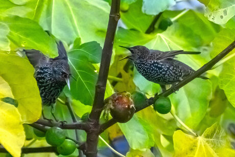 Spreeuwen in vijgenboom 