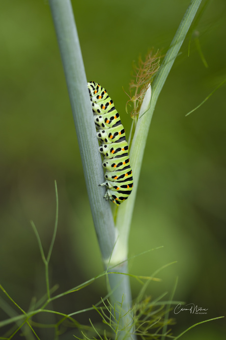 Rups van de Koninginnepage 