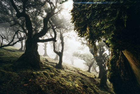 Fanal forest Madeira