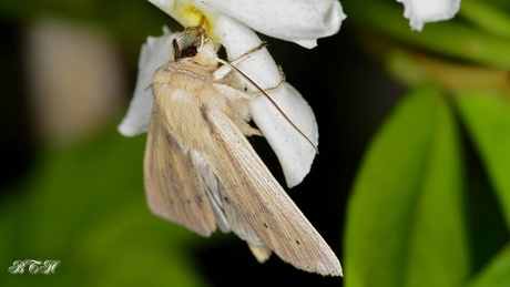 stompvleugelgrasuil