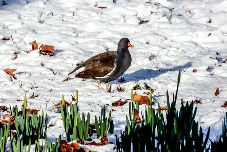 Winter gaat over in lente.