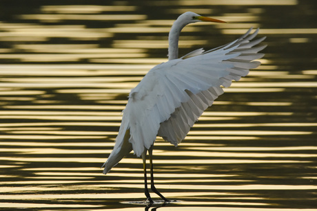 Zilverreiger 