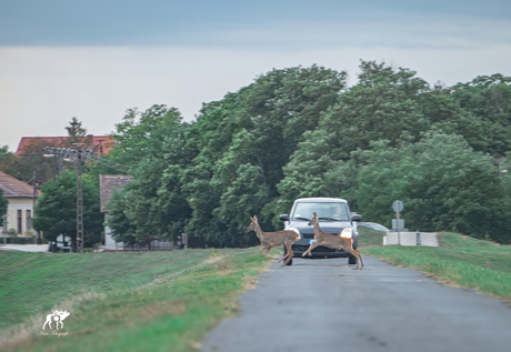Reeën steken de weg over