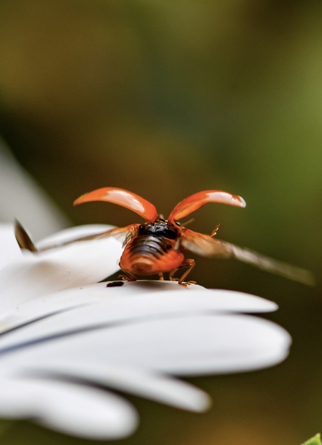 Met stip stijgen….