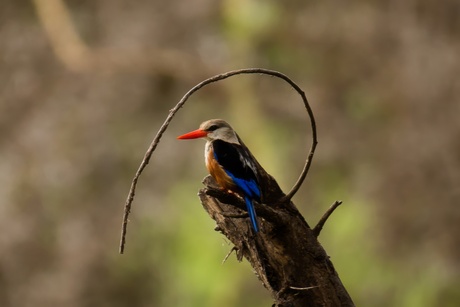 Grijskopijsvogel