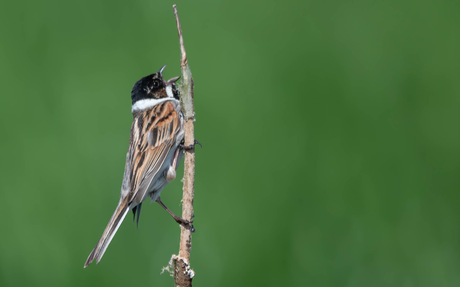 Elke vogel zingt zijn eigen lied