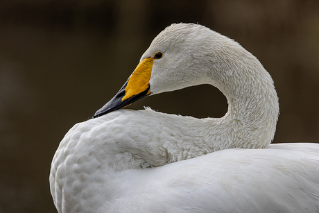 Wilde zwaan