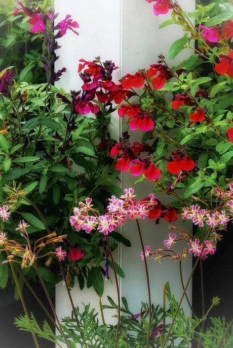 Salvia's en Pelargonium 