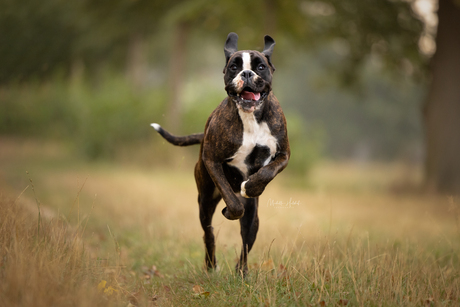 This is how a happy dog looks like!!