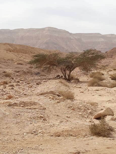 Woestijn in Israël 