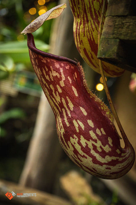 Tropische bekerplant (Nepenthes ×hookeriana)