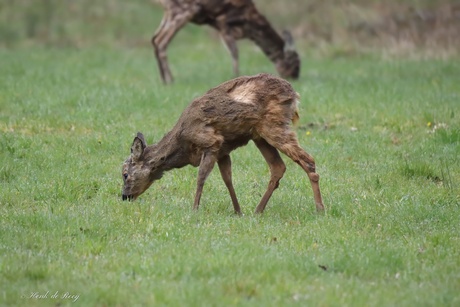 De reeën zijn toe aan een borstelbeurt.