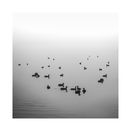 birds in lake 