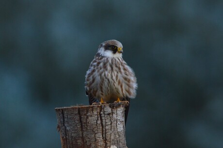 Juvenile Red-footed Falcon