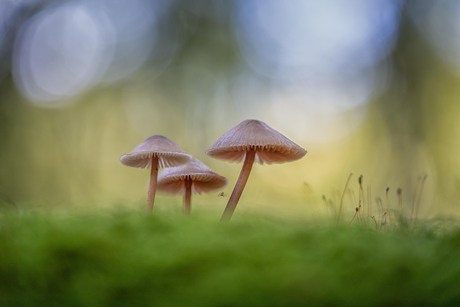 Een sprookje in het bos