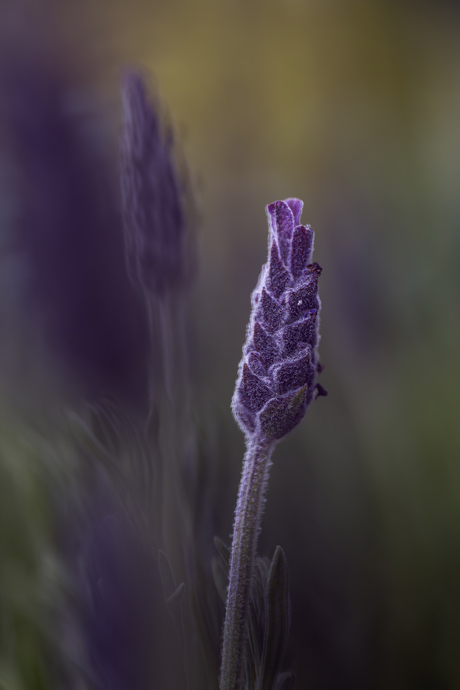 Lavendel