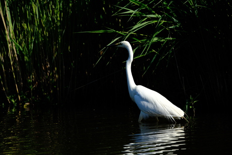 Zilverreiger op jacht