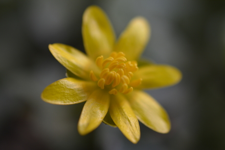Asserbos, Assen, Nederland