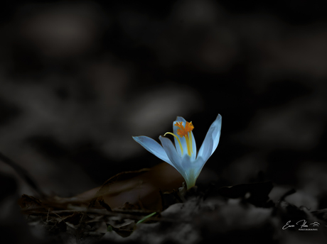 Albino krokus.