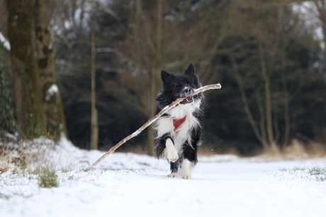 Sneeuwmonster komt er aan 