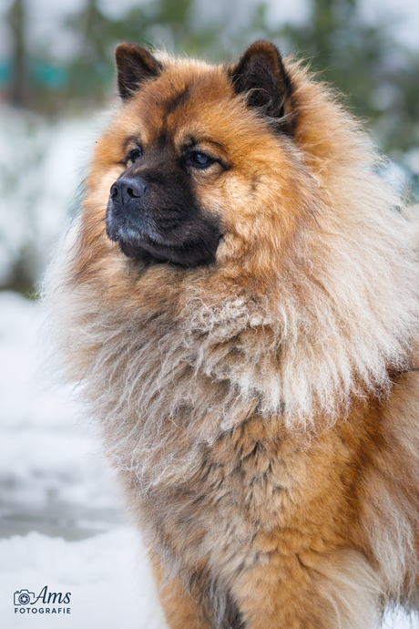 Hond Balloe in de sneeuw