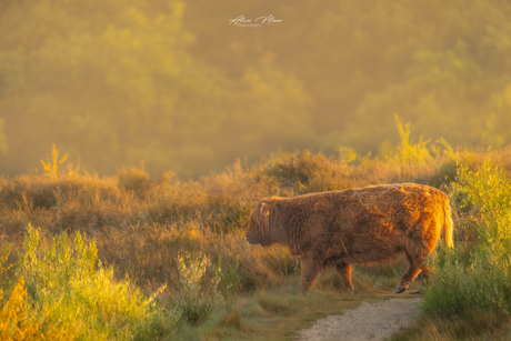 Schotse hooglander