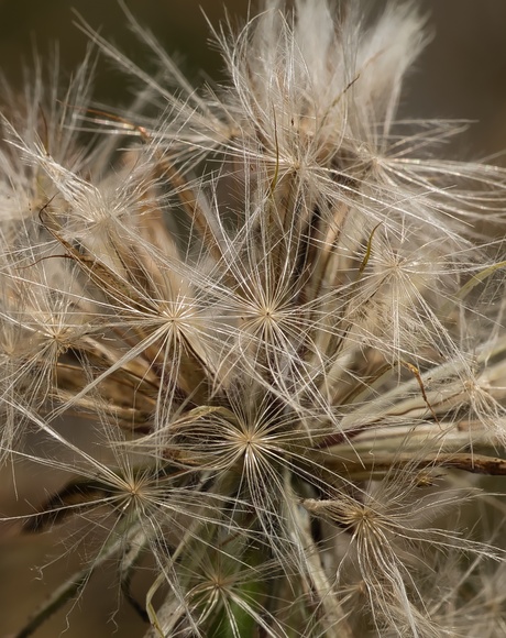 Zaad vd Paardenbloem