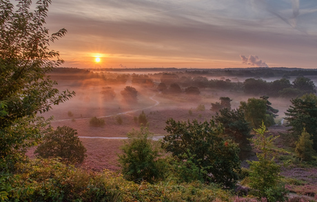 Bloeiende heide.