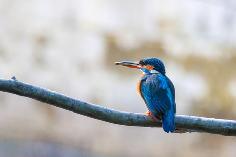 IJsvogel vrouwtje met visje