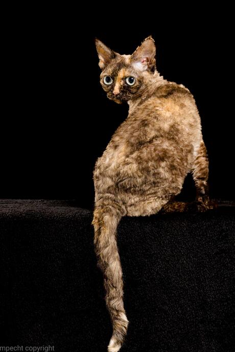 Daisy ChaGIDAbuba devon rex 