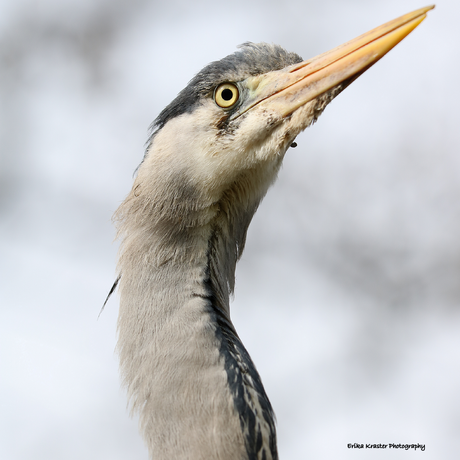 Reiger