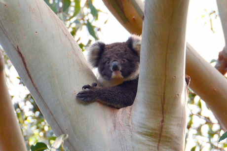 It's a baby koala!!