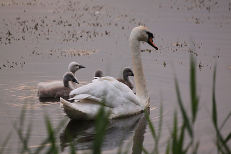 zwaan met kuikens