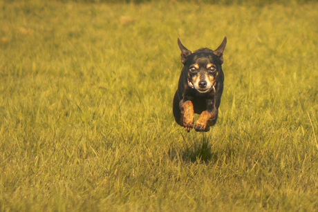 Vliegende hond