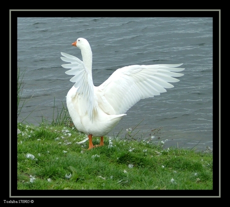 Gijs Gans