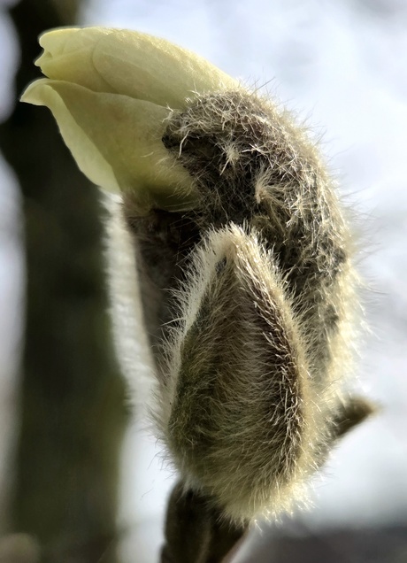 bloemknop van een magnolia