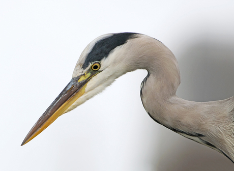 Een blauwe Reiger.