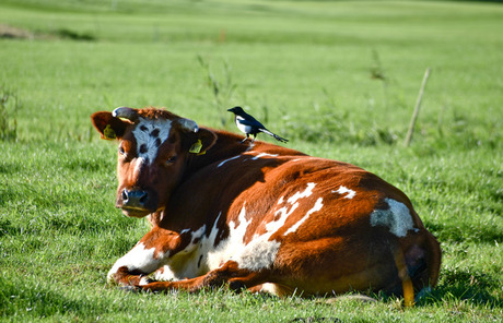 Samen genieten van het ochtend zonnetje 