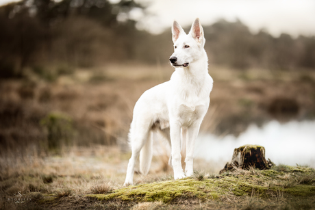 Witte herder in de natuur