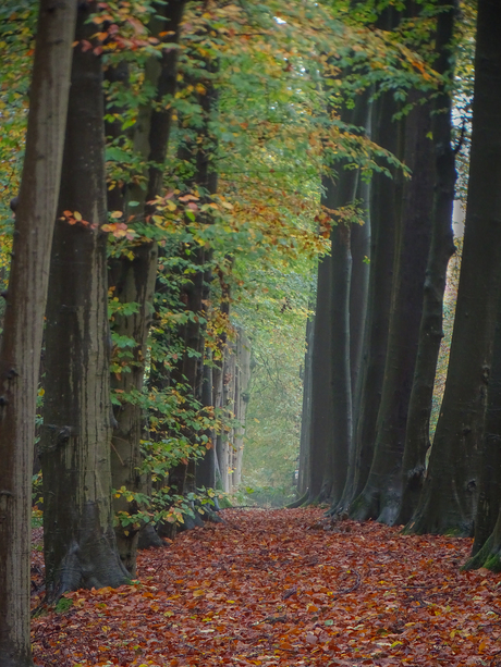 zuilen van hout