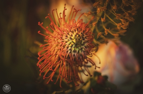 The Pincushion Flower