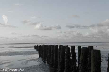 rijsdam op het wad